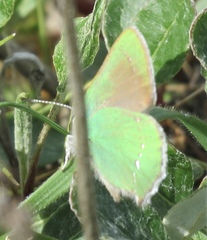 Callophrys viridis