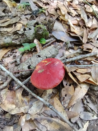Butyriboletus frostii image