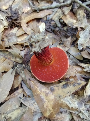 Butyriboletus frostii image