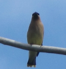 Bombycilla cedrorum image
