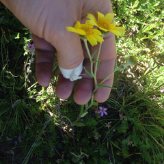 Monolopia lanceolata