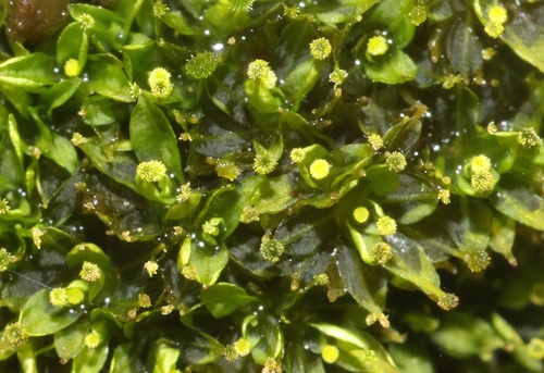 Calymperes tenerum observed 2023-07-20