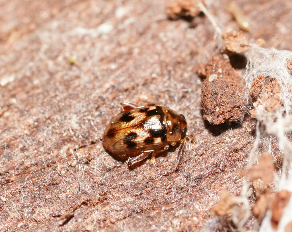 Arsipoda picturata