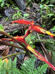 Heliconia irrasa image