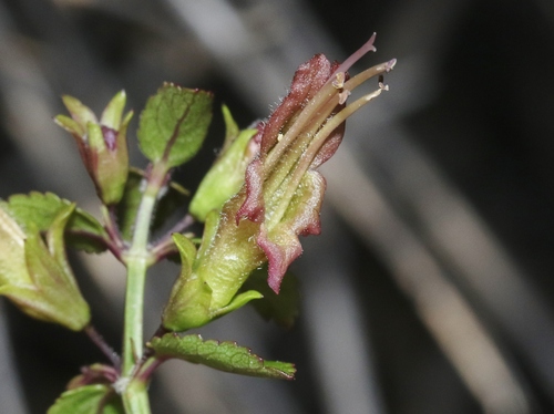 Stenogyne microphylla