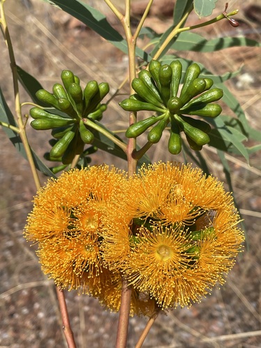 Eucalyptus phoenicea F.Muell.
