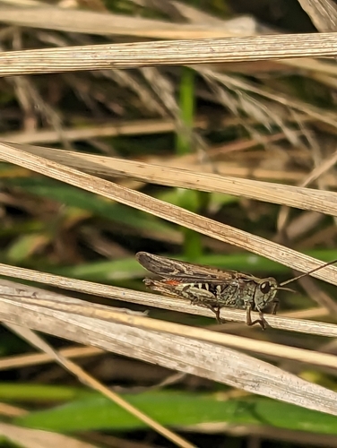 Grasshopper