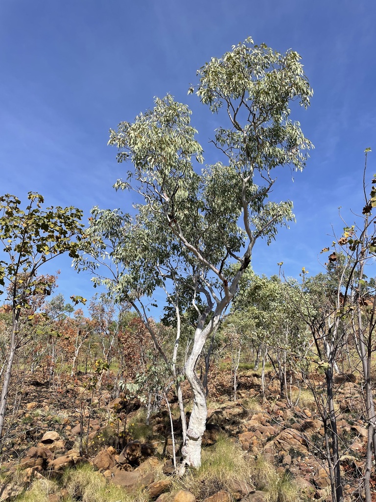 Northern White Gum