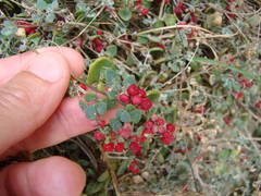 Chenopodium triandrum