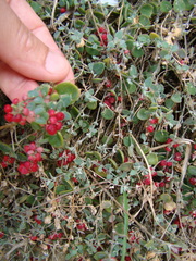 Chenopodium triandrum