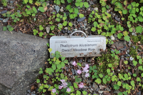 Thalictrum kiusianum iNat (2)