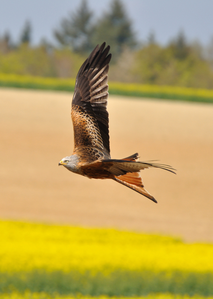 Foto de Red Kite