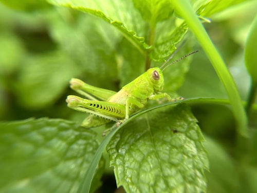 Differential Grasshopper photo 4