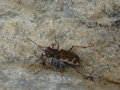 Neocicindela tuberculata