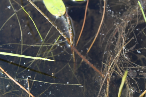 Image of Potamogeton oakesianus by (c) Alex Karasoulos, some rights reserved (CC BY)