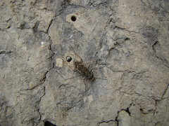 Neocicindela tuberculata