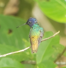 Chrysuronia oenone