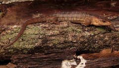 Brilliant Arboreal Alligator Lizard photo 2