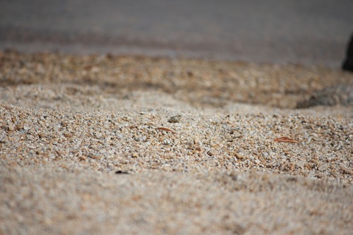iNaturalist observation photo of Pacific chorus frog