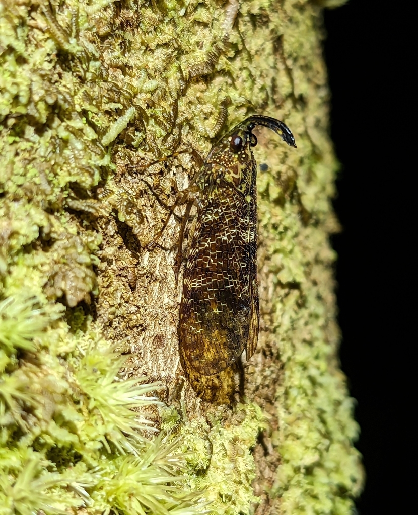 Enhydria