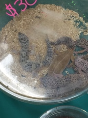 Eublepharis macularius