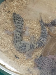 Eublepharis macularius