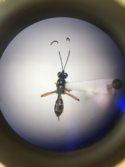 Glabridorsum stokesii