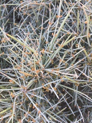 Ephedra aspera