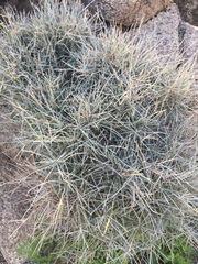 Ephedra aspera