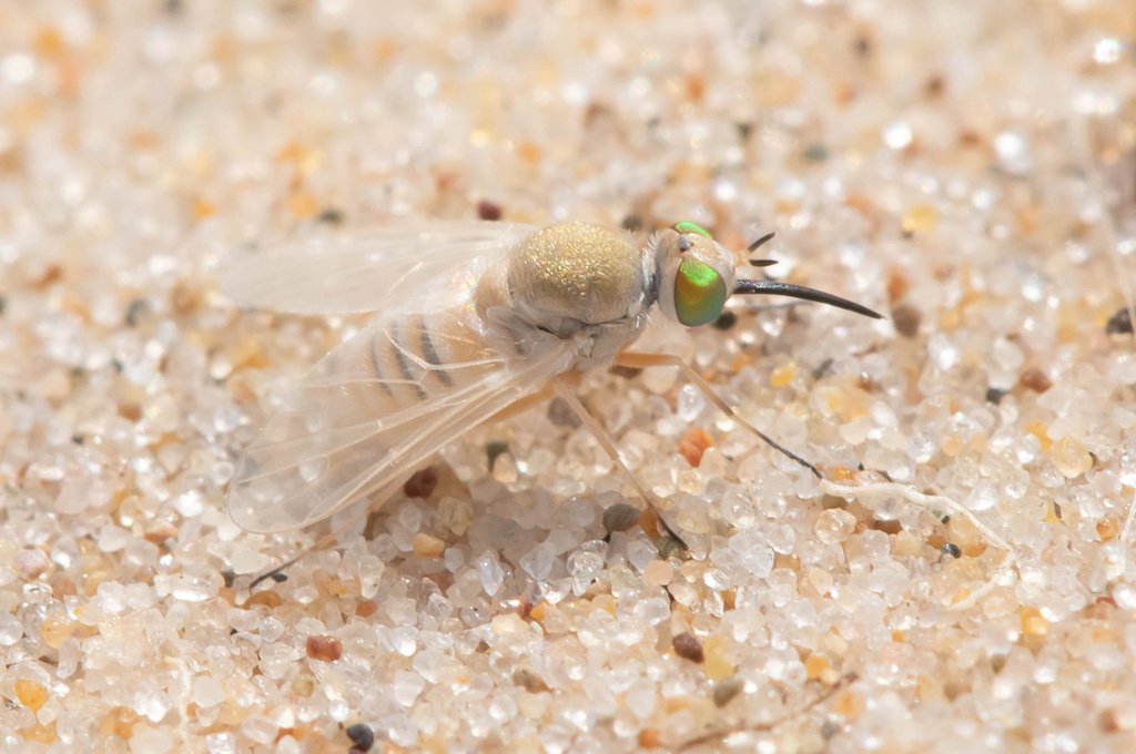 Tmemophlebia coquilletti