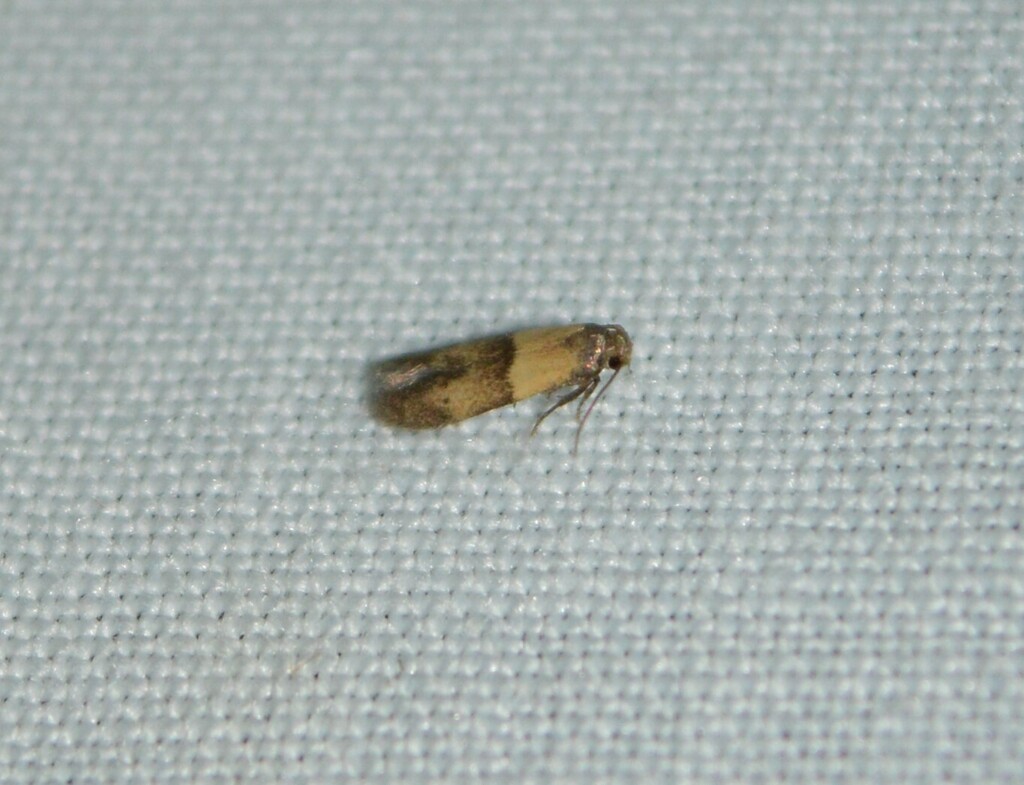 Pigritia ochrocomella