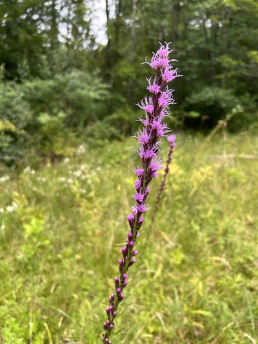 Liatris spicata