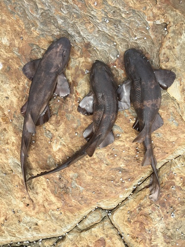 Brachaelurus waddi