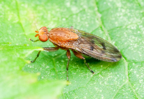 Suillia apicalis