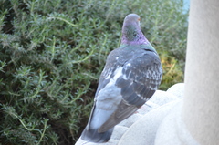 Columba livia domestica