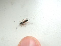 Glabridorsum stokesii