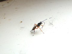 Glabridorsum stokesii