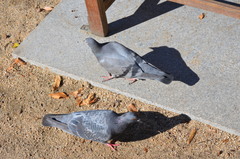 Columba livia domestica