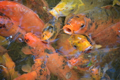 Cyprinus rubrofuscus