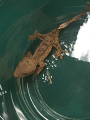 Correlophus ciliatus