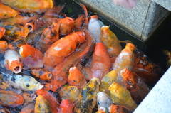 Cyprinus rubrofuscus