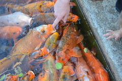 Cyprinus rubrofuscus