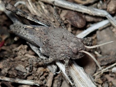 Oedipoda canariensis