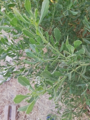 Tessaria absinthioides