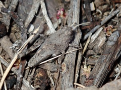Oedipoda canariensis