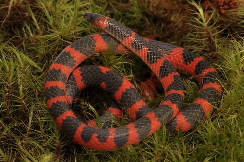 Chiapas Earth Snake