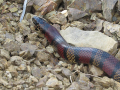 Lampropeltis micropholis