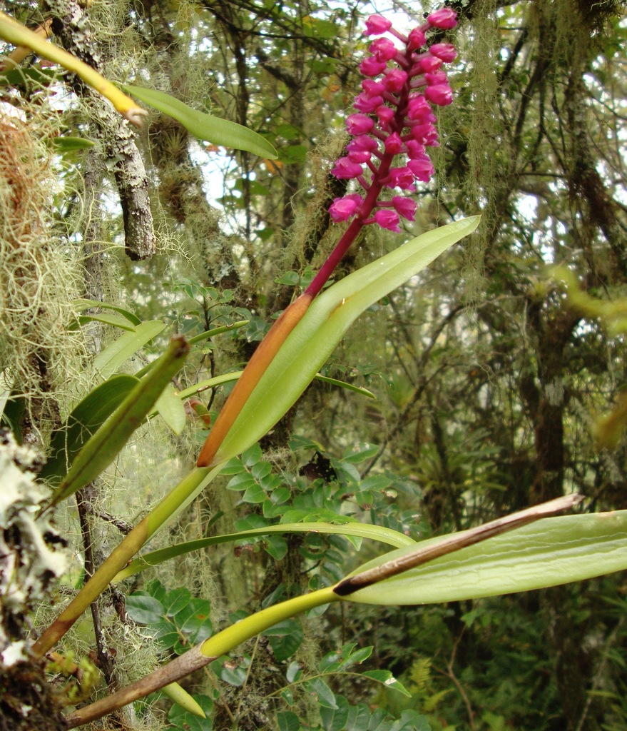 Arpophyllum Laxiflorum From G mez Far as Tamps Mexico On October 3 arpophyllum-laxiflorum-from-g-mez-far-as-tamps-mexico-on-october-3
