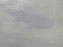 Ictalurus punctatus