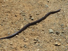 Lampropeltis micropholis